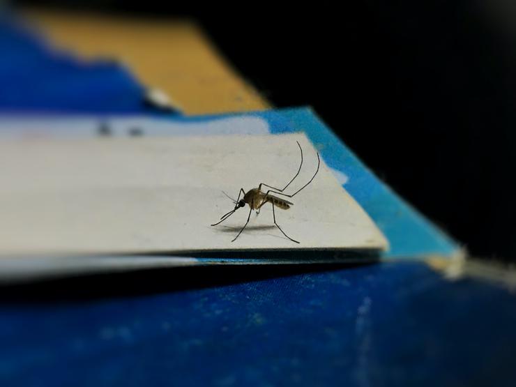 3 натуральных средства от комаров, которые вы сделаете сами