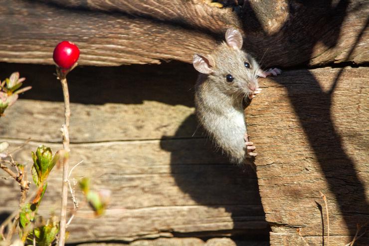 (Не)мышиный дом: как заставить грызунов бежать с вашего участка