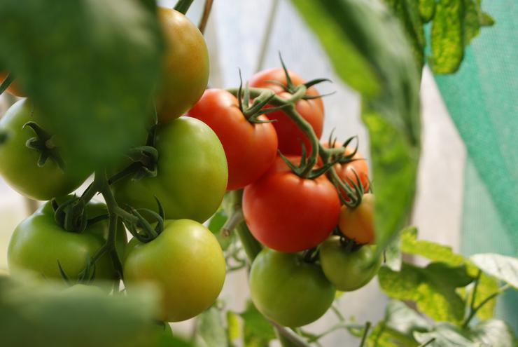 Прожорливый томат: чем подкармливать капризный овощ