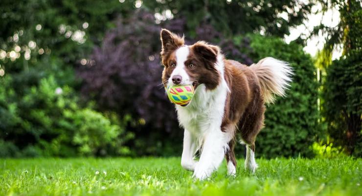 Собака-гуляка: как подготовить питомца к поездке на дачу