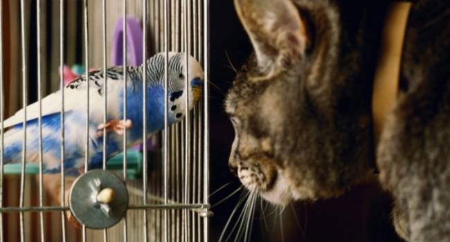 Могут ли кошки и птицы жить вместе