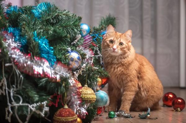 Елка кошкам не игрушка: как обезопасить питомца от поедания иголок, а елочные игрушки — от кошки? Как защитить елку от кошки