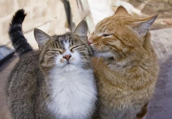Мартовские коты: пора любви или время доставать беруши? Контрацепция для кошек, гормональные препараты