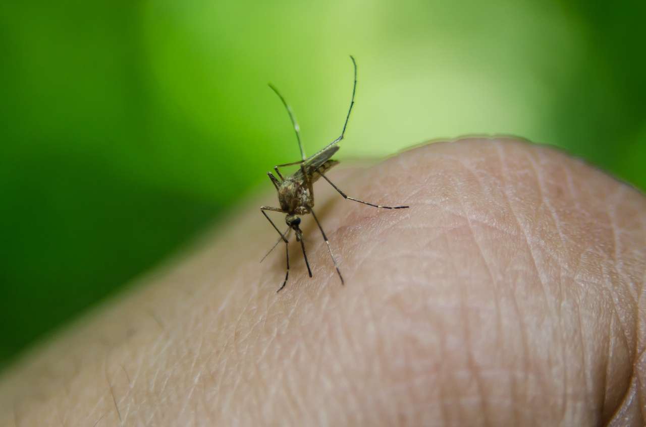 Не забудьте взять на пикник: 7 простых средств от комаров