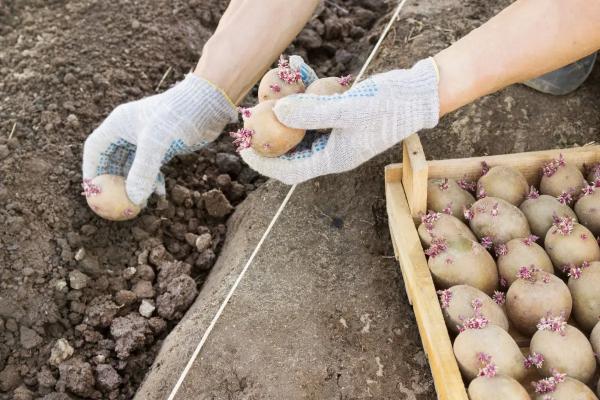 Посадка картофеля: как подготовить грядки и как правильно сажать. Как подготовить картофель для посадки