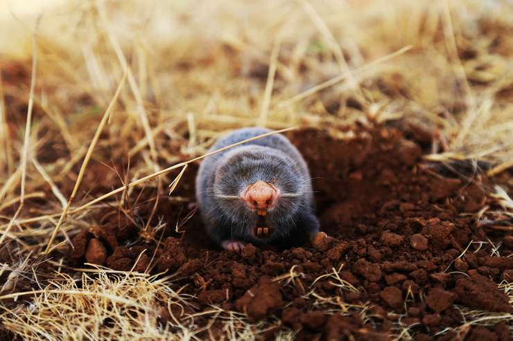 Не только мыши и жуки: кто вредит вашему огороду, пока вы спите