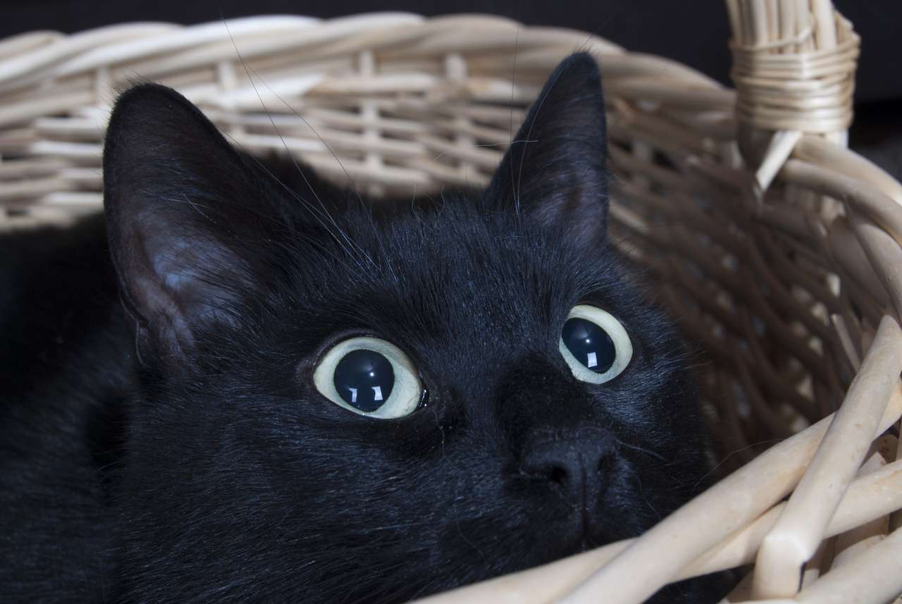 Черная кошка — к беде: 5 примет, которые обоснованы наукой