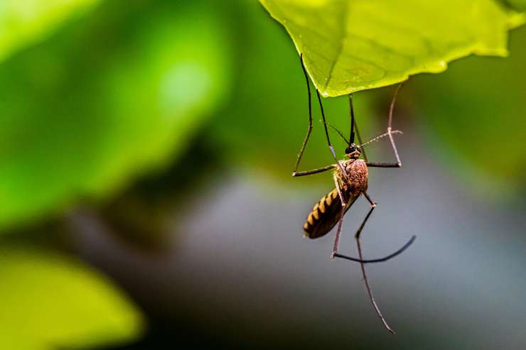 Как понять, какое насекомое вас укусило и как снять неприятные ощущения