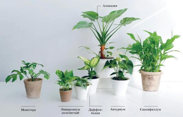 Какие комнатные растения полезны, а какие опасны для домашних питомцев. Опасные для питомцев комнатные растения